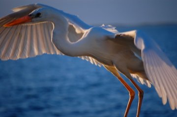 The Bird on the Dock – A Florida Keys Story